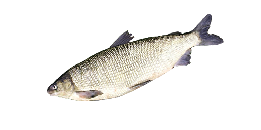 СИГ ШОТЛАНДСКИЙ