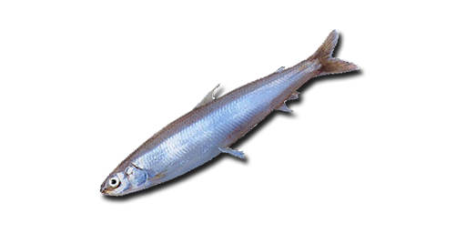 СНЕТОК АМЕРИКАНСКИЙ