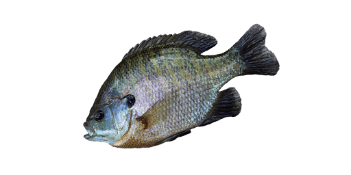 СОЛНЕЧНЫЙ ОКУНЬ