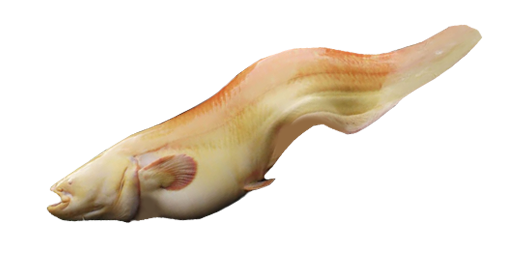 СОМ АЛЬБИНОС