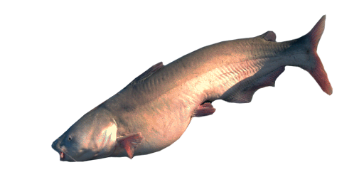 СОМ ГОЛУБОЙ