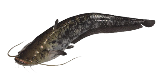 СОМ ЕВРОПЕЙСКИЙ