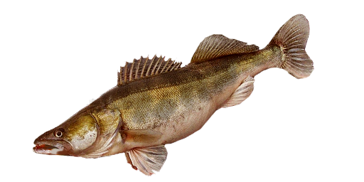 СУДАК КАНАДСКИЙ