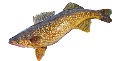 СУДАК СВЕТЛОПЕРЫЙ