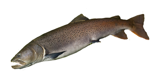 ТАЙМЕНЬ ДУНАЙСКАЯ