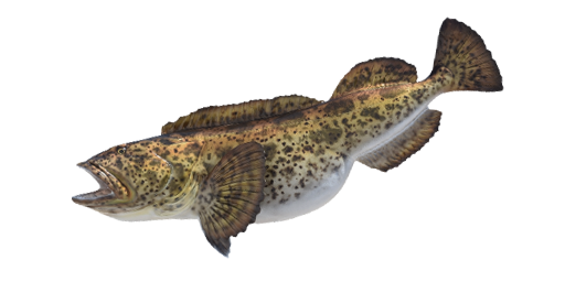 ТЕРПУГ ЗУБАТЫЙ