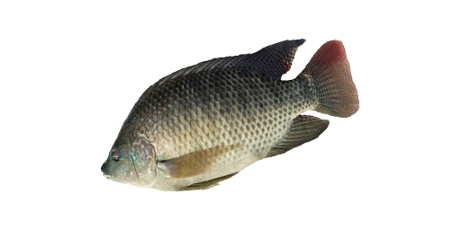 ТИЛАПИЯ ГОЛУБАЯ