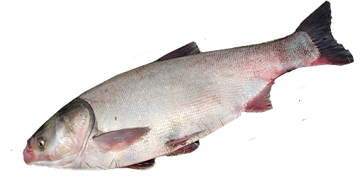 ТОЛСТОЛОБИК БЕЛЫЙ