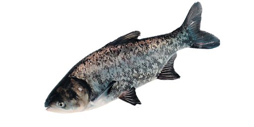 ТОЛСТОЛОБИК ПЕСТРЫЙ