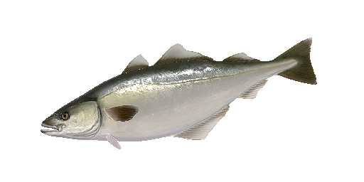 ТРЕСКА АТЛАНТИЧЕСКАЯ