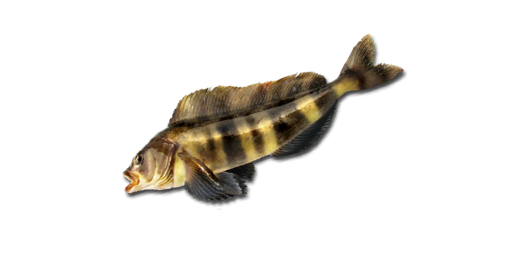 ТРЕСОЧКА ПОЛЯРНАЯ