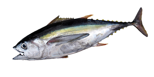 ТУНЕЦ АЛЬБАКОР