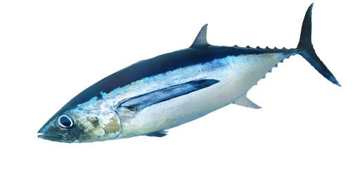 ТУНЕЦ ГОЛУБОЙ