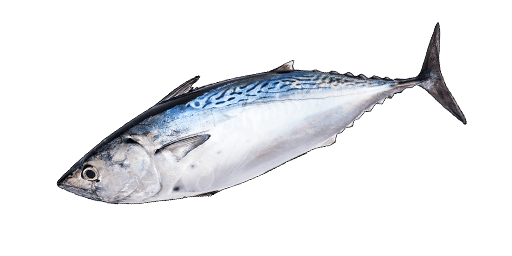 ТУНЕЦ СКИПДЖЕК