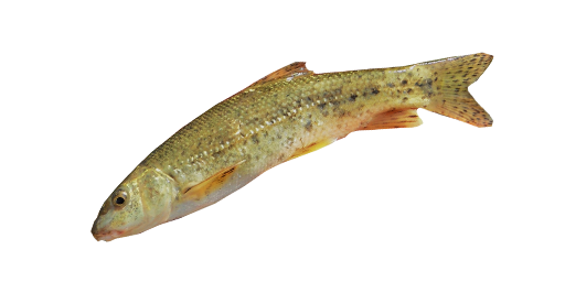 УСАЧ БАЛКАНСКИЙ