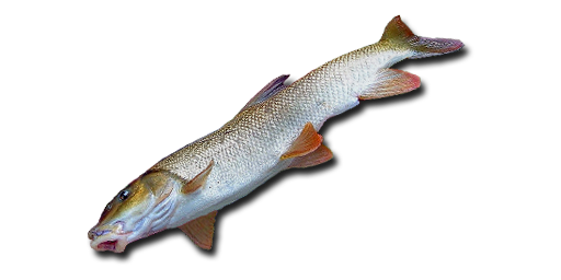 УСАЧ ДНЕПРОВСКИЙ