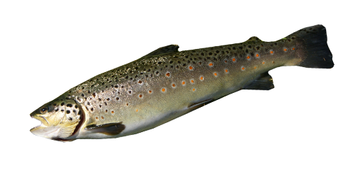 ФОРЕЛЬ БАЛКАНСКАЯ