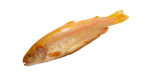 ФОРЕЛЬ ЗОЛОТАЯ