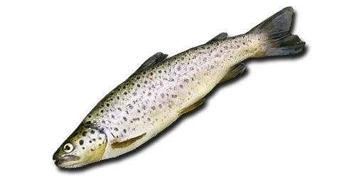 ФОРЕЛЬ КОЛЮЧАЯ