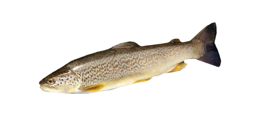 ФОРЕЛЬ МРАМОРНАЯ