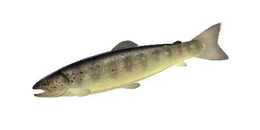 ФОРЕЛЬ ПЕРЕНЕЙСКАЯ