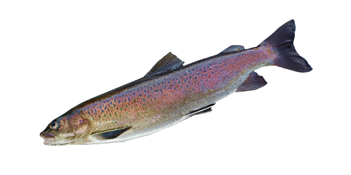 ФОРЕЛЬ ПРУДОВАЯ