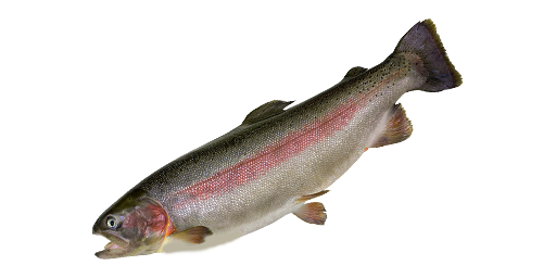 ФОРЕЛЬ РАДУЖНАЯ