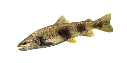 ФОРЕЛЬ РОНЫ