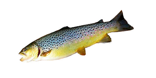 ФОРЕЛЬ РУЧЬЕВАЯ