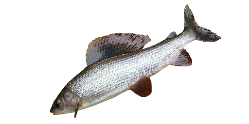 ХАРИУС ЕВРОПЕЙСКИЙ