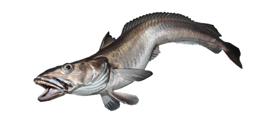 ХЕК ЕВРОПЕЙСКИЙ