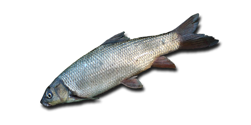 ХРАМУЛЯ ОБЫКНОВЕННАЯ