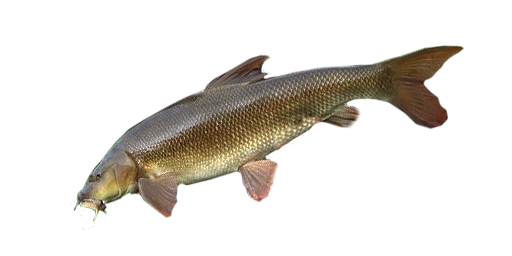 ЧУКУЧАН БЕЛЫЙ