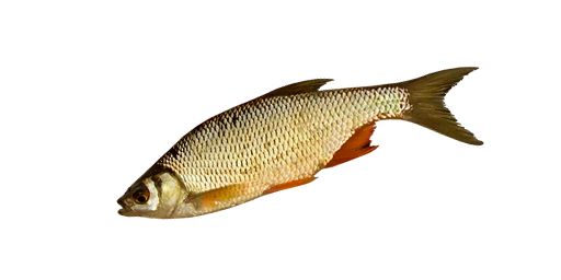 ШАЙНЕР ЗОЛОТОЙ