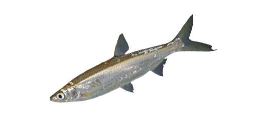 ШЕМАЯ АРАЛЬСКАЯ