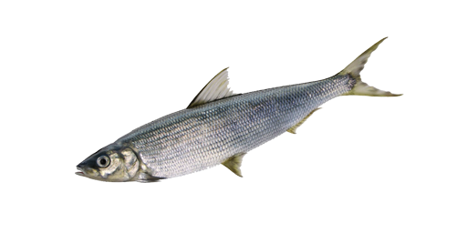 ШЕМАЯ КАСПИЙСКАЯ