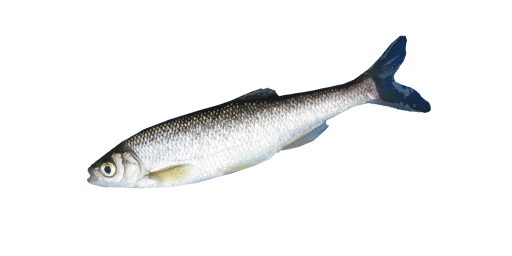 ШЕМАЯ ЧЕРНОМОРСКАЯ