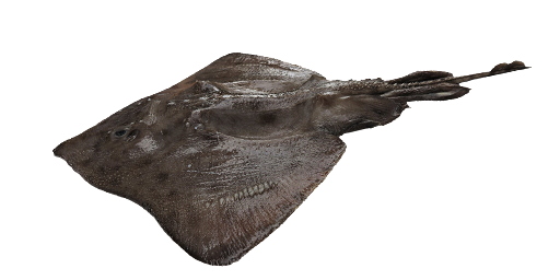 ШИПОХВОСТЫЙ СКАТ