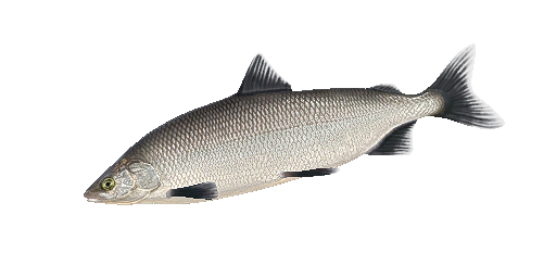 ШЭД АМЕРИКАНСКИЙ