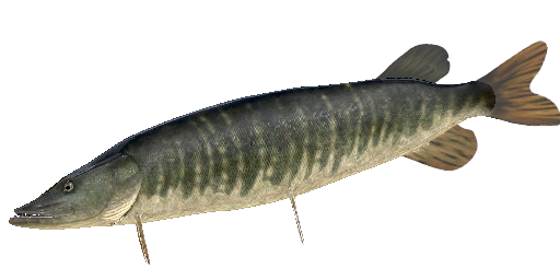 ЩУКА ИСПАНСКАЯ