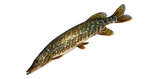 ЩУКА СЕВЕРНАЯ