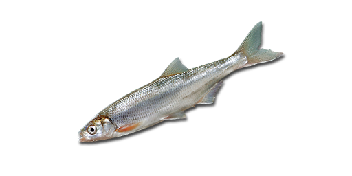 ЕЛЕЦ СИБИРСКИЙ