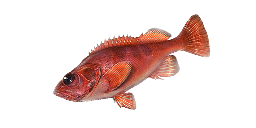 ЗОЛОТИСТЫЙ ПАГР