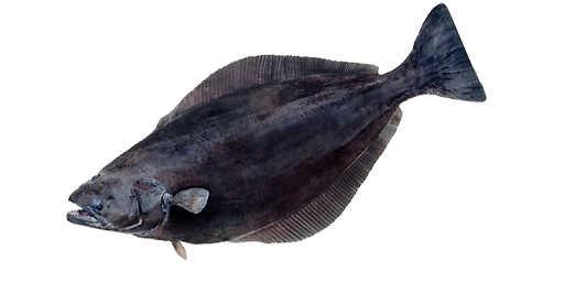 ПАЛТУС СИНЕКОРЫЙ