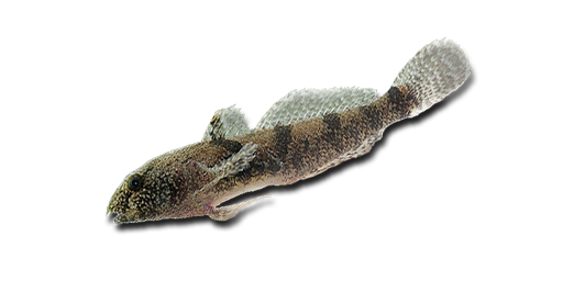 ТРЕСКА ЧЕРНАЯ