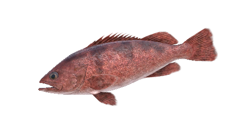 МОРСКОЙ ОКУНЬ СЕВЕРНЫЙ