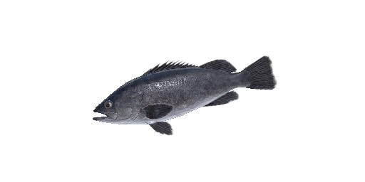 ОКУНЬ ГОЛУБОЙ