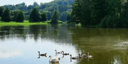 ПРУД РЫБАВНИЦЫ